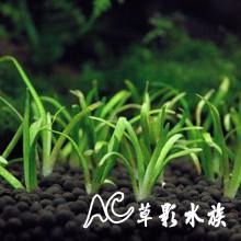 【AC草影】迷你水蘭【七株】AAA01007 水草 前景草 不用二氧化碳 水生植物 前景水草 綠水草-細節圖3