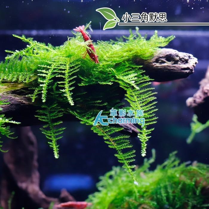 【AC草影】小三角默思石【二十顆】水草 前景草 莫絲 陰性水草 陰性草 不用co2 不須二氧化碳 新手水草-細節圖3