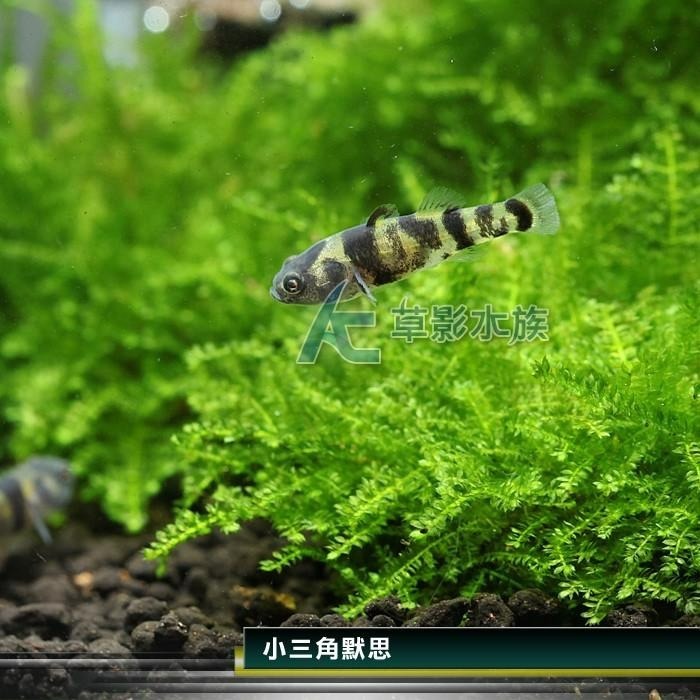 【AC草影】小三角默思石【二十顆】水草 前景草 莫絲 陰性水草 陰性草 不用co2 不須二氧化碳 新手水草-細節圖2