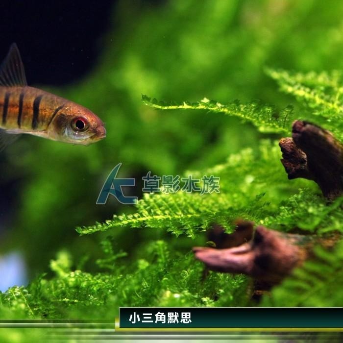 【AC草影】小三角默思石【二十顆】水草 前景草 莫絲 陰性水草 陰性草 不用co2 不須二氧化碳 新手水草-細節圖4