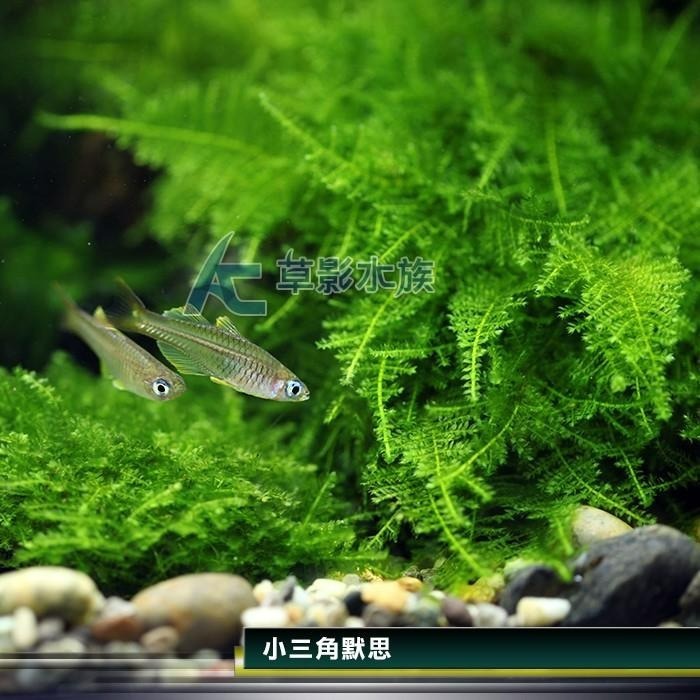 【AC草影】小三角默思石【二十顆】水草 前景草 莫絲 陰性水草 陰性草 不用co2 不須二氧化碳 新手水草-細節圖5