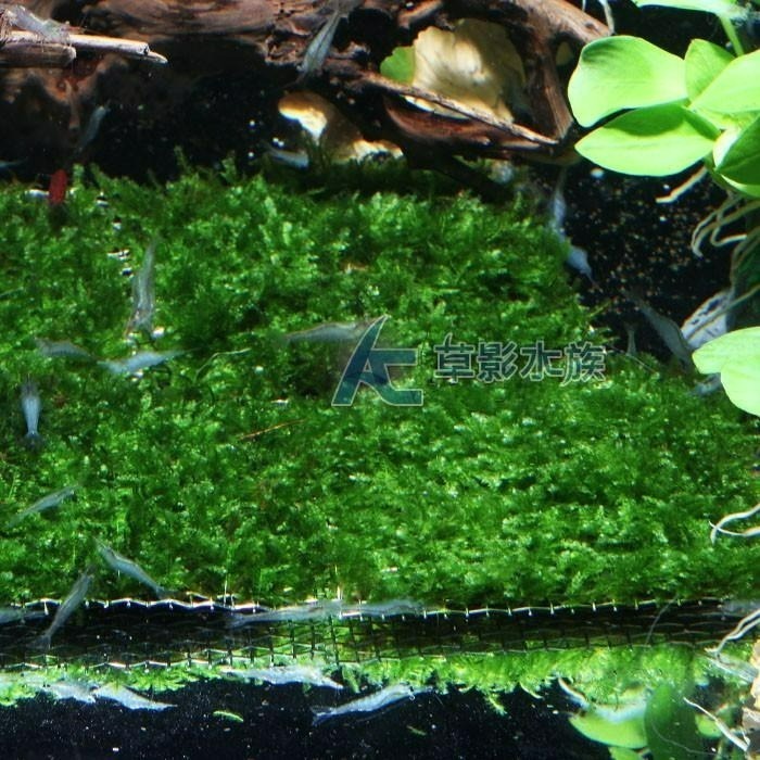 【AC草影】小三角默思鐵片 蝴蝶莫絲鐵片【一片】鐵片 陰性草 苔蘚類 陰性水草 不用co2 新手水草 默思 莫斯-細節圖3
