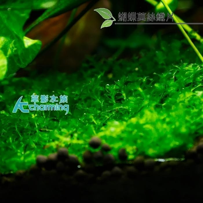 【AC草影】小三角默思鐵片 蝴蝶莫絲鐵片【一片】鐵片 陰性草 苔蘚類 陰性水草 不用co2 新手水草 默思 莫斯-細節圖5