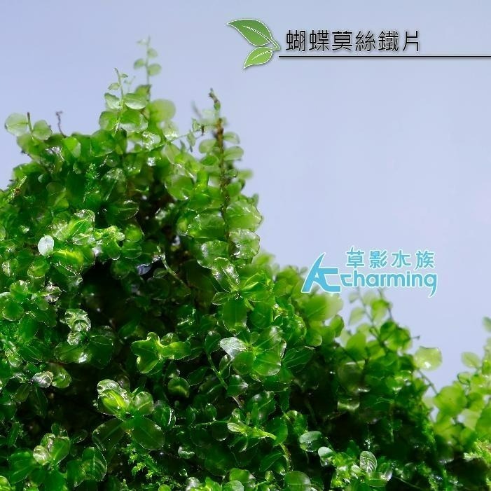 【AC草影】小三角默思鐵片 蝴蝶莫絲鐵片【一片】鐵片 陰性草 苔蘚類 陰性水草 不用co2 新手水草 默思 莫斯-細節圖6