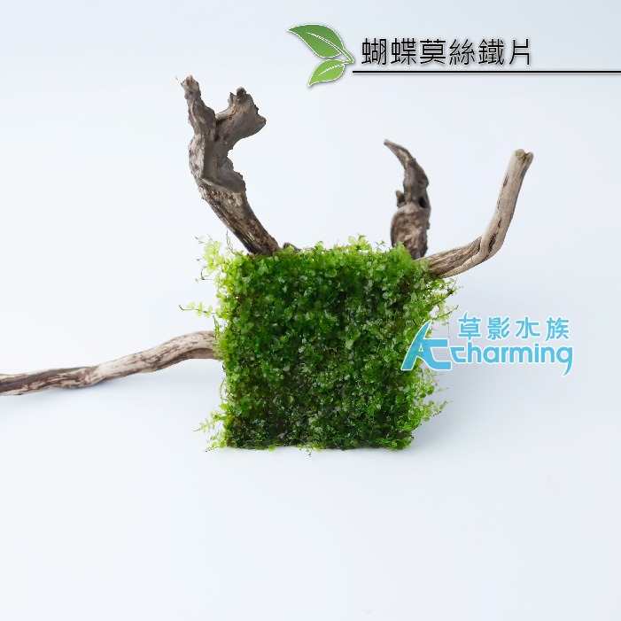 【AC草影】小三角默思鐵片 蝴蝶莫絲鐵片【一片】鐵片 陰性草 苔蘚類 陰性水草 不用co2 新手水草 默思 莫斯-規格圖6