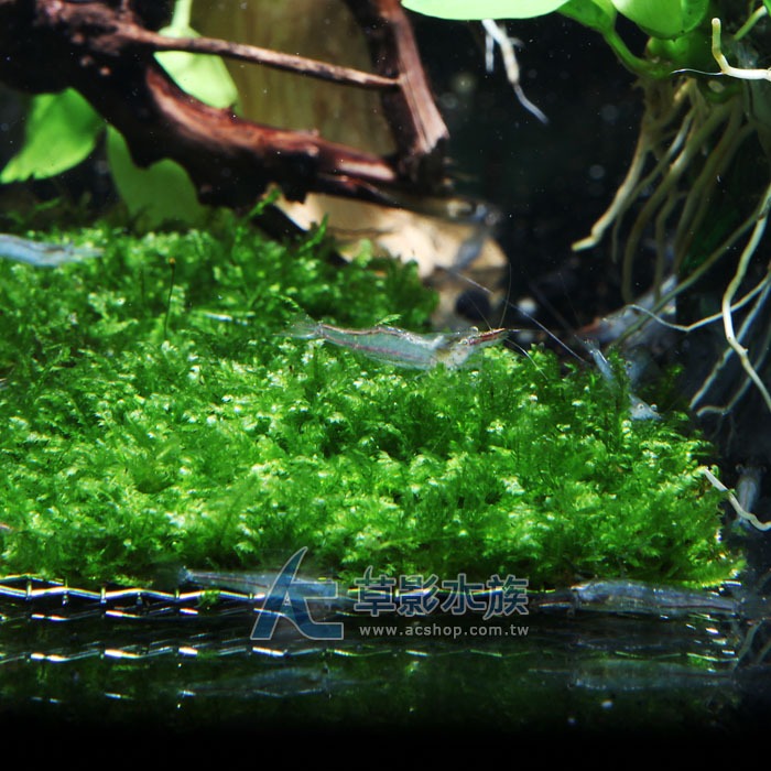 【AC草影】小三角默思鐵片 蝴蝶莫絲鐵片【一片】鐵片 陰性草 苔蘚類 陰性水草 不用co2 新手水草 默思 莫斯-規格圖6