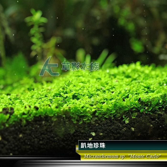 【AC草影】趴地珍珠散裝（5x5cm/水上葉）【一份】綠水草 前景草 新大珍珠 水生植物 大葉珍珠草 造景水草 水生植物-細節圖2