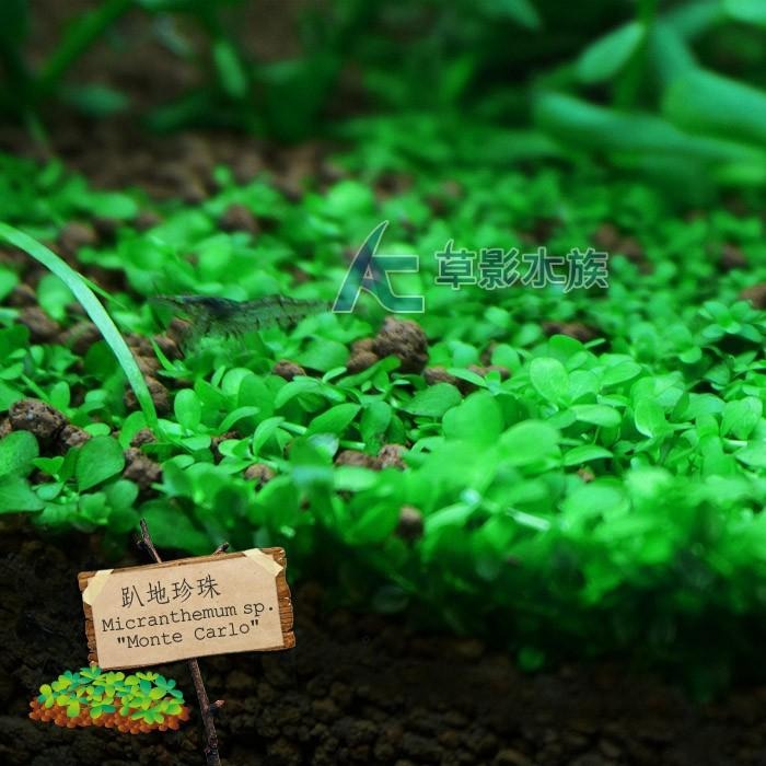 【AC草影】趴地珍珠散裝（5x5cm/水上葉）【一份】綠水草 前景草 新大珍珠 水生植物 大葉珍珠草 造景水草 水生植物-細節圖3