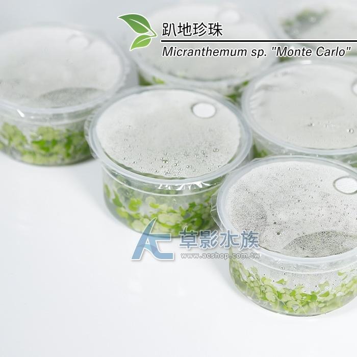 【AC草影】趴地珍珠散裝（5x5cm/水上葉）【一份】綠水草 前景草 新大珍珠 水生植物 大葉珍珠草 造景水草 水生植物-細節圖4