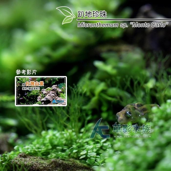 【AC草影】趴地珍珠散裝（5x5cm/水上葉）【一份】綠水草 前景草 新大珍珠 水生植物 大葉珍珠草 造景水草 水生植物-細節圖5