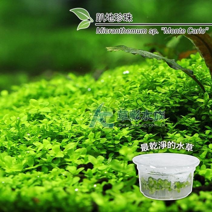 【AC草影】趴地珍珠散裝（5x5cm/水上葉）【一份】綠水草 前景草 新大珍珠 水生植物 大葉珍珠草 造景水草 水生植物-細節圖6