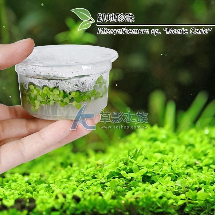 【AC草影】趴地珍珠散裝（5x5cm/水上葉）【一份】綠水草 前景草 新大珍珠 水生植物 大葉珍珠草 造景水草 水生植物-細節圖7