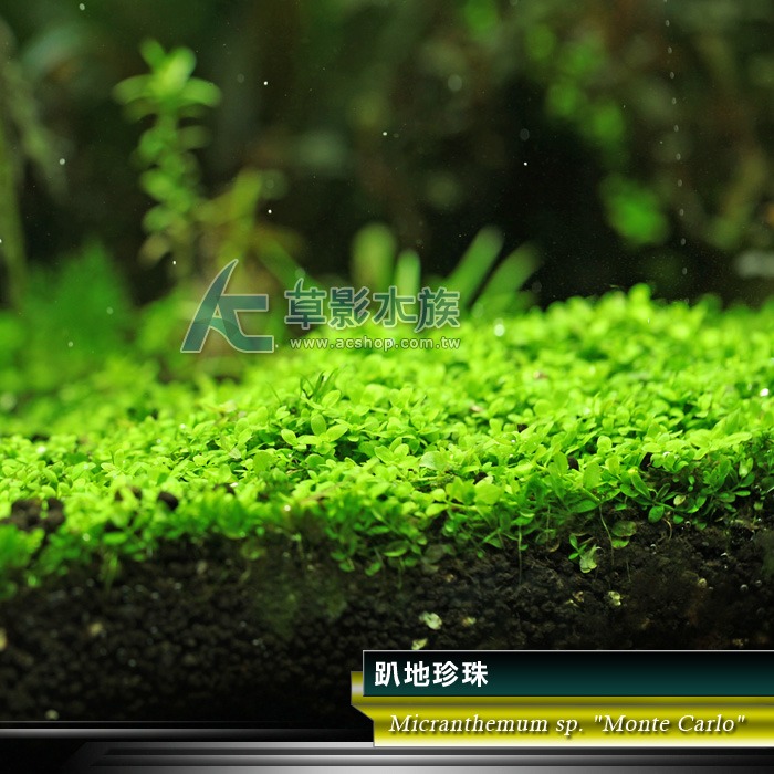【AC草影】趴地珍珠散裝（5x5cm/水上葉）【一份】綠水草 前景草 新大珍珠 水生植物 大葉珍珠草 造景水草 水生植物-規格圖7