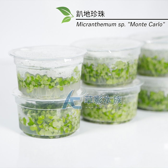 【AC草影】趴地珍珠散裝（5x5cm/水上葉）【一份】綠水草 前景草 新大珍珠 水生植物 大葉珍珠草 造景水草 水生植物-規格圖7