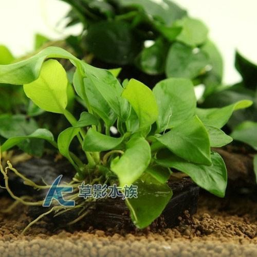 【AC草影】黃金小榕沉木（S）【一棵】水草 沉木造景 前景草 陰性水草 不用co2 新手水草 水生植物 耐熱 不用CO2-細節圖2