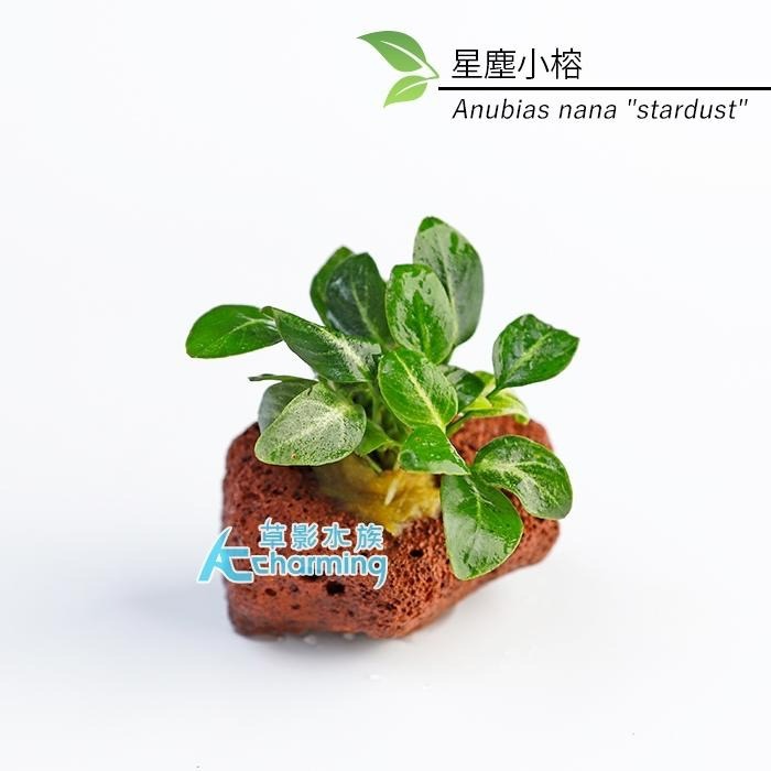 【AC草影】黃金小榕火山岩造景石【一棵】陰性水草 陰性草 水草 前景草 沉木 造景 水草造景 真水草 耐熱 不需CO2-細節圖2