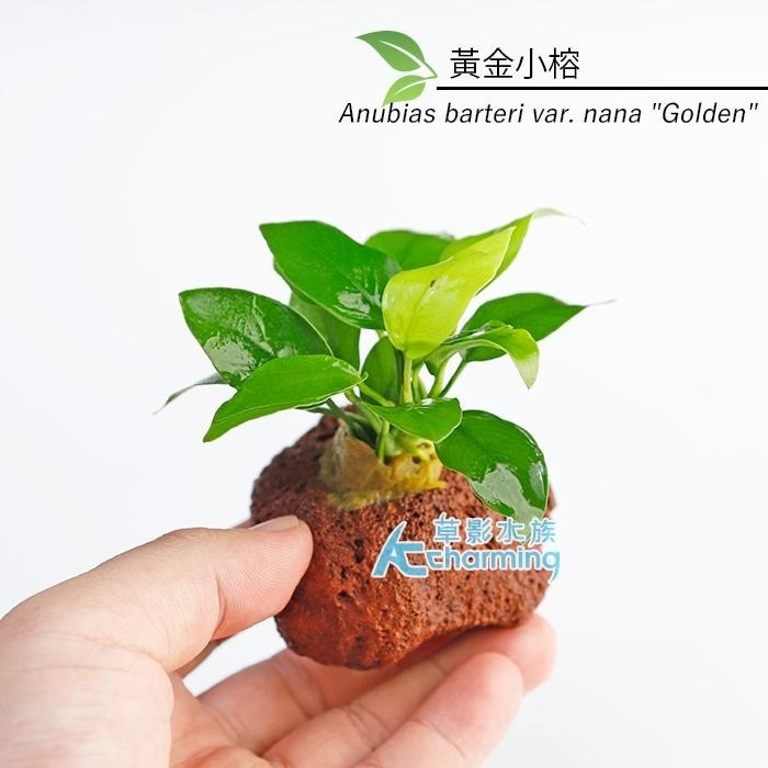【AC草影】黃金小榕火山岩造景石【一棵】陰性水草 陰性草 水草 前景草 沉木 造景 水草造景 真水草 耐熱 不需CO2-細節圖3