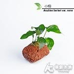 【AC草影】黃金小榕火山岩造景石【一棵】陰性水草 陰性草 水草 前景草 沉木 造景 水草造景 真水草 耐熱 不需CO2-細節圖4