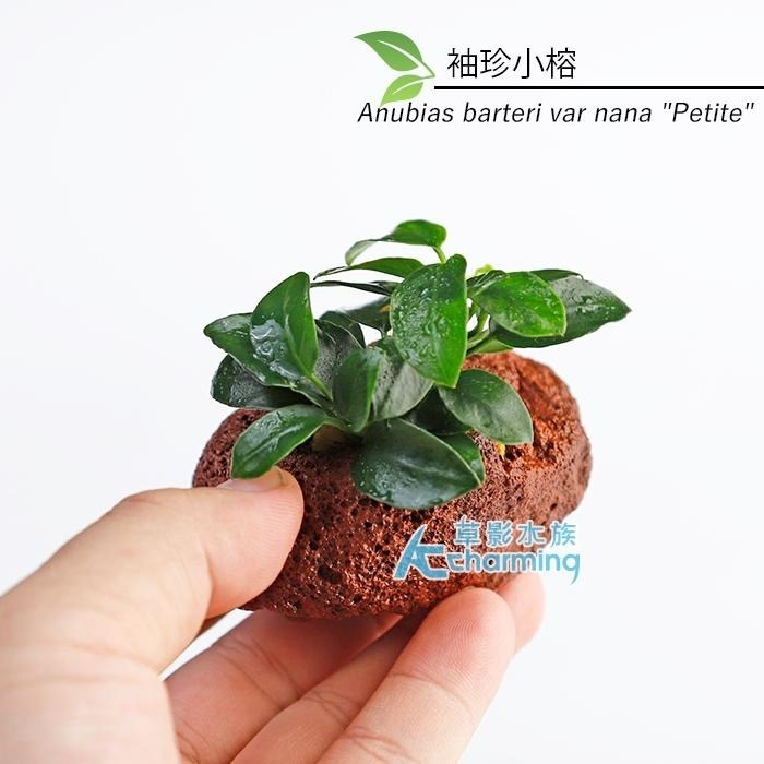 【AC草影】黃金小榕火山岩造景石【一棵】陰性水草 陰性草 水草 前景草 沉木 造景 水草造景 真水草 耐熱 不需CO2-細節圖5