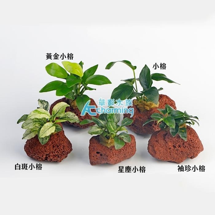 【AC草影】黃金小榕火山岩造景石【一棵】陰性水草 陰性草 水草 前景草 沉木 造景 水草造景 真水草 耐熱 不需CO2-細節圖6
