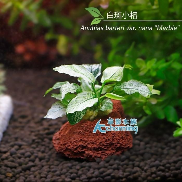 【AC草影】黃金小榕火山岩造景石【一棵】陰性水草 陰性草 水草 前景草 沉木 造景 水草造景 真水草 耐熱 不需CO2-細節圖7