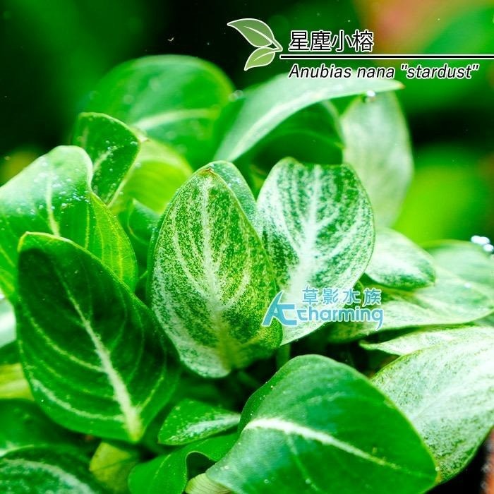 【AC草影】黃金小榕火山岩造景石【一棵】陰性水草 陰性草 水草 前景草 沉木 造景 水草造景 真水草 耐熱 不需CO2-細節圖9