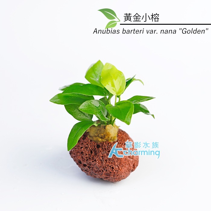 【AC草影】黃金小榕火山岩造景石【一棵】陰性水草 陰性草 水草 前景草 沉木 造景 水草造景 真水草 耐熱 不需CO2-規格圖9