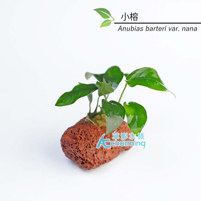 【AC草影】黃金小榕火山岩造景石【一棵】陰性水草 陰性草 水草 前景草 沉木 造景 水草造景 真水草 耐熱 不需CO2-規格圖9