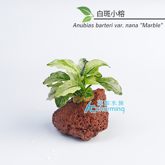 【AC草影】黃金小榕火山岩造景石【一棵】陰性水草 陰性草 水草 前景草 沉木 造景 水草造景 真水草 耐熱 不需CO2-規格圖9