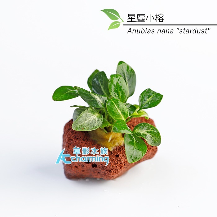 【AC草影】黃金小榕火山岩造景石【一棵】陰性水草 陰性草 水草 前景草 沉木 造景 水草造景 真水草 耐熱 不需CO2-規格圖9