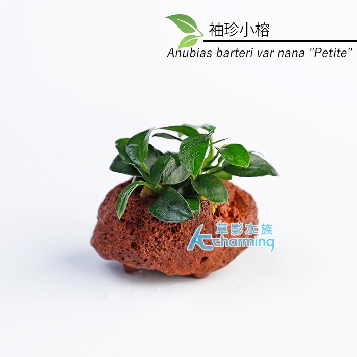 【AC草影】黃金小榕火山岩造景石【一棵】陰性水草 陰性草 水草 前景草 沉木 造景 水草造景 真水草 耐熱 不需CO2-規格圖9