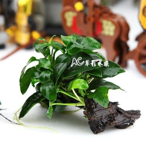 【AC草影】袖珍小榕沉木（S）【一棵】陰性草 前景草 真水草 沉木 陰性水草 水生植物 新手草 前景草 綠水草 水草造景-細節圖2