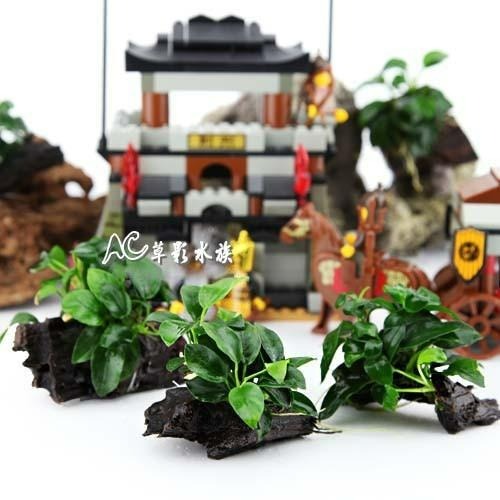 【AC草影】袖珍小榕沉木（S）【一棵】陰性草 前景草 真水草 沉木 陰性水草 水生植物 新手草 前景草 綠水草 水草造景-細節圖3