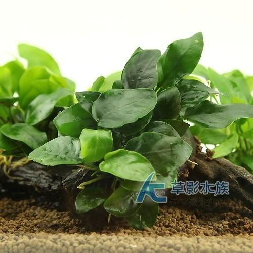 【AC草影】袖珍小榕沉木（S）【一棵】陰性草 前景草 真水草 沉木 陰性水草 水生植物 新手草 前景草 綠水草 水草造景-細節圖4