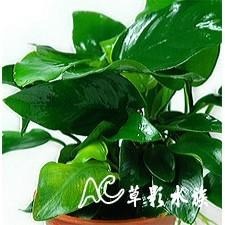 【AC草影】小榕【一盆】水草 前景草 盆裝 陰性水草 陰性草 娜娜小榕 水生植物 盆草 魚缸造景 水草造景-細節圖2