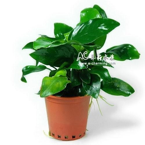 【AC草影】小榕【一盆】水草 前景草 盆裝 陰性水草 陰性草 娜娜小榕 水生植物 盆草 魚缸造景 水草造景-細節圖3