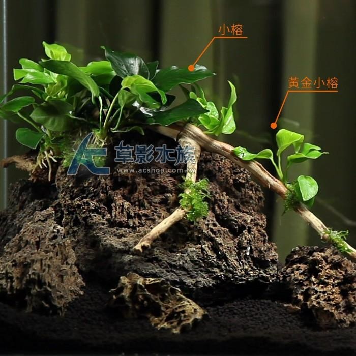 【AC草影】小榕【一盆】水草 前景草 盆裝 陰性水草 陰性草 娜娜小榕 水生植物 盆草 魚缸造景 水草造景-細節圖4