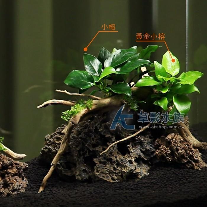 【AC草影】小榕【一盆】水草 前景草 盆裝 陰性水草 陰性草 娜娜小榕 水生植物 盆草 魚缸造景 水草造景-細節圖5