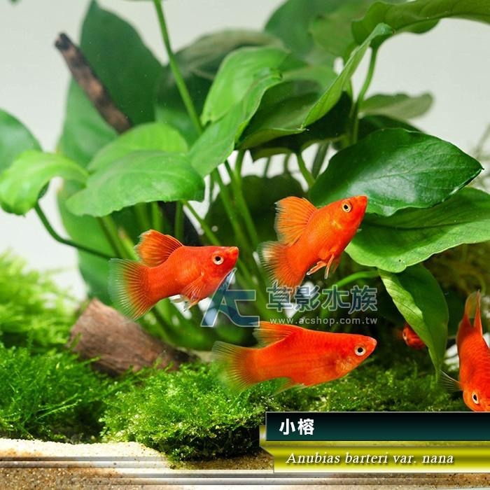 【AC草影】小榕【一盆】水草 前景草 盆裝 陰性水草 陰性草 娜娜小榕 水生植物 盆草 魚缸造景 水草造景-細節圖6