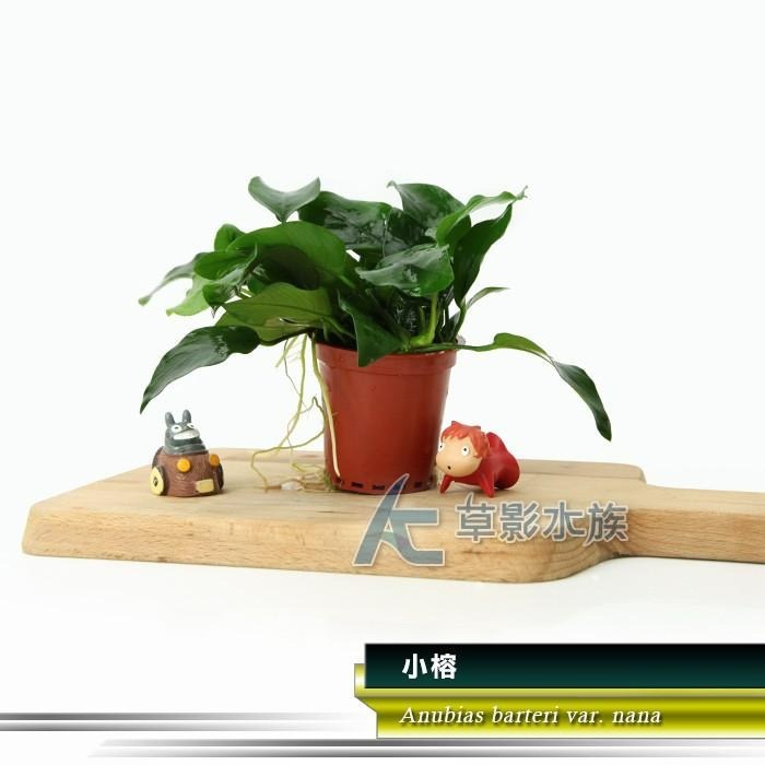 【AC草影】小榕【一盆】水草 前景草 盆裝 陰性水草 陰性草 娜娜小榕 水生植物 盆草 魚缸造景 水草造景-細節圖7