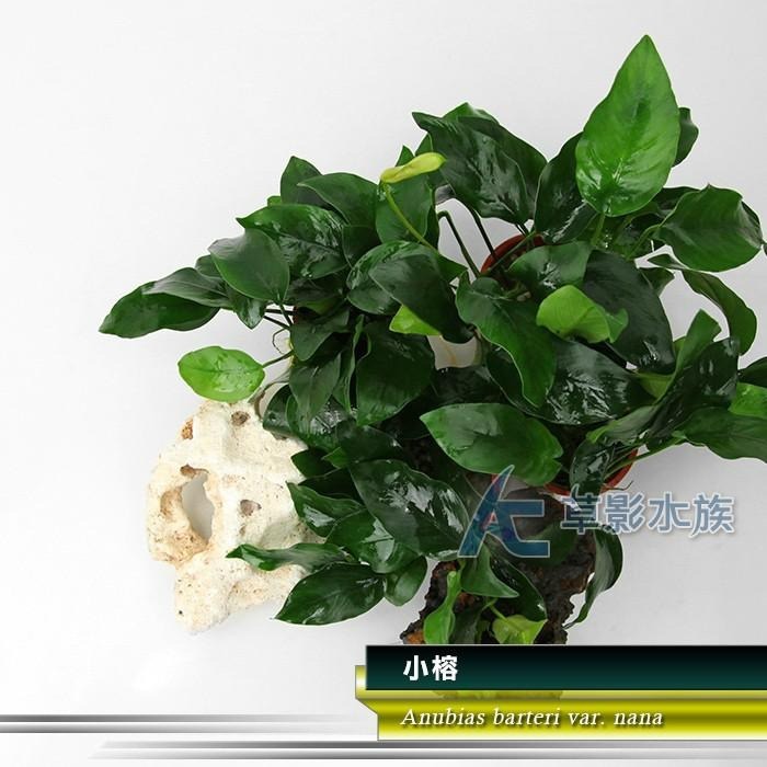 【AC草影】小榕【一盆】水草 前景草 盆裝 陰性水草 陰性草 娜娜小榕 水生植物 盆草 魚缸造景 水草造景-細節圖8