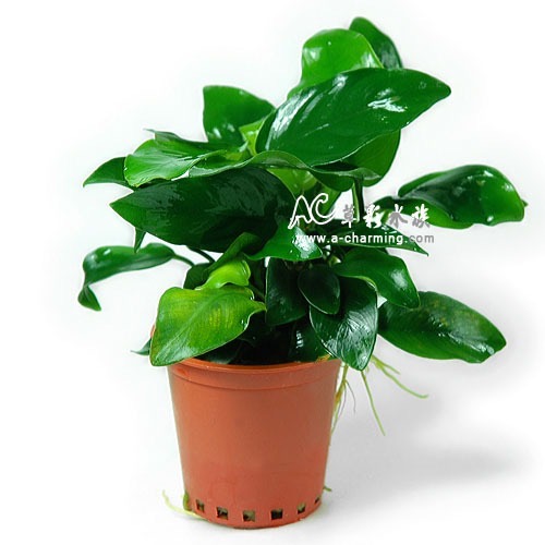 【AC草影】小榕【一盆】水草 前景草 盆裝 陰性水草 陰性草 娜娜小榕 水生植物 盆草 魚缸造景 水草造景-規格圖9