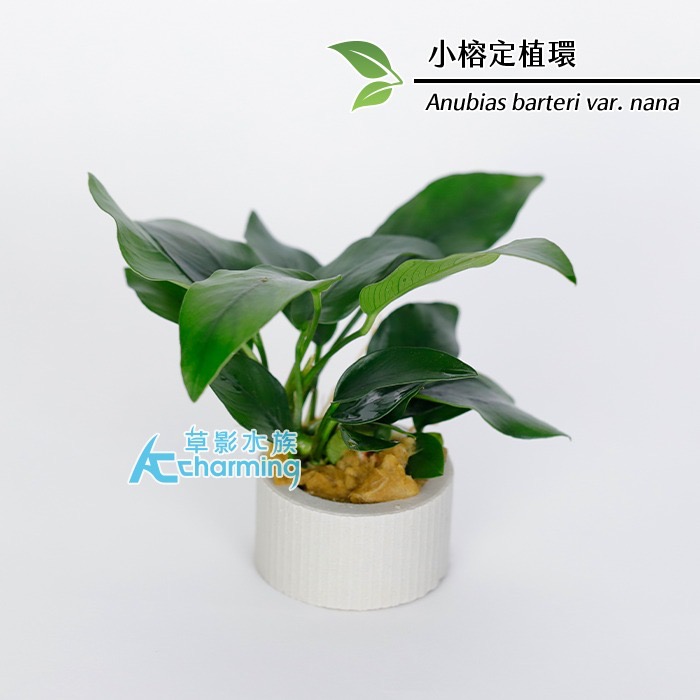 【AC草影】小榕【一盆】水草 前景草 盆裝 陰性水草 陰性草 娜娜小榕 水生植物 盆草 魚缸造景 水草造景-規格圖9
