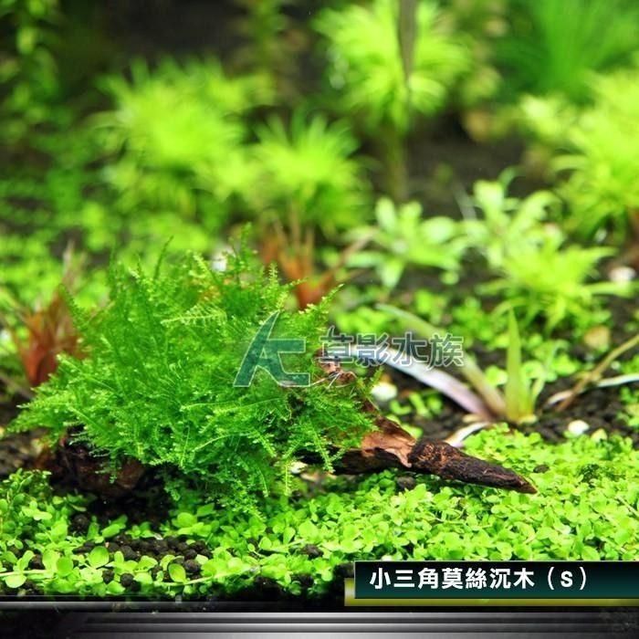 【AC草影】小三角莫絲沉木【一棵】陰性草 水草 前景草 造景沉木 陰性水草 不用co2 不須二氧化碳 新手水草 默思 莫-細節圖4