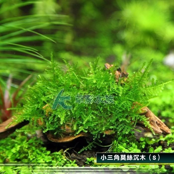 【AC草影】小三角莫絲沉木【一棵】陰性草 水草 前景草 造景沉木 陰性水草 不用co2 不須二氧化碳 新手水草 默思 莫-細節圖2