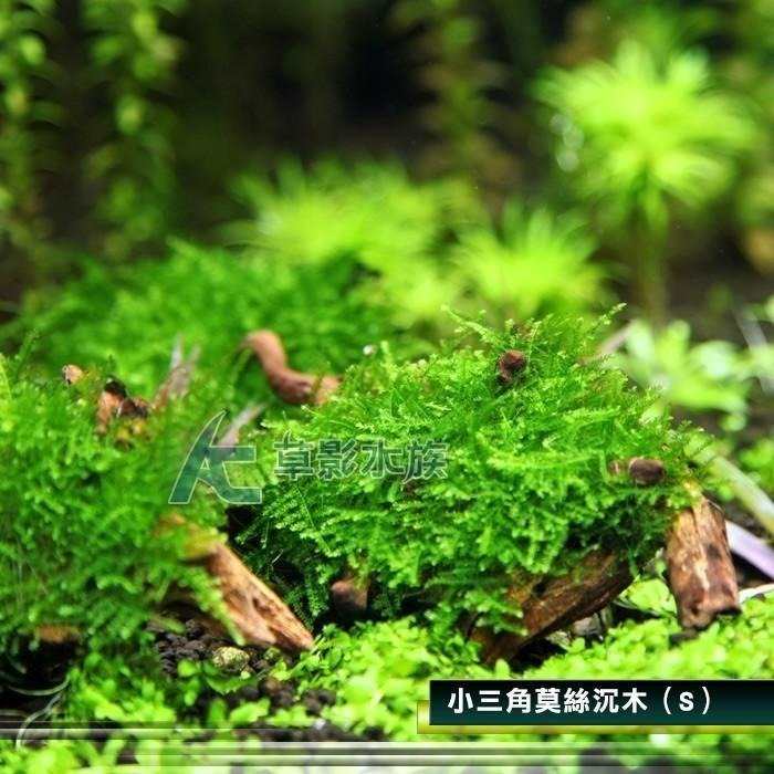 【AC草影】小三角莫絲沉木【一棵】陰性草 水草 前景草 造景沉木 陰性水草 不用co2 不須二氧化碳 新手水草 默思 莫-細節圖3