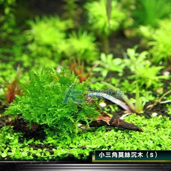 【AC草影】小三角莫絲沉木【一棵】陰性草 水草 前景草 造景沉木 陰性水草 不用co2 不須二氧化碳 新手水草 默思 莫-細節圖4