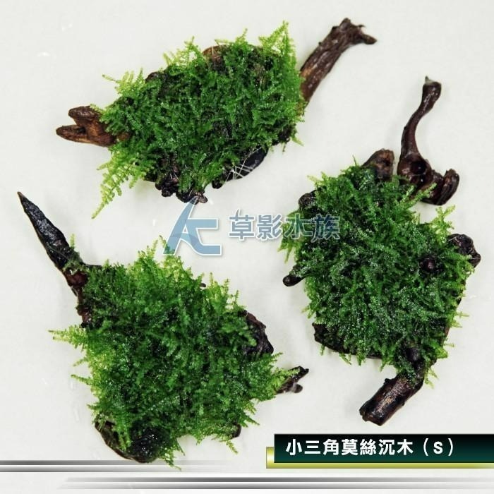 【AC草影】小三角莫絲沉木【一棵】陰性草 水草 前景草 造景沉木 陰性水草 不用co2 不須二氧化碳 新手水草 默思 莫-細節圖5