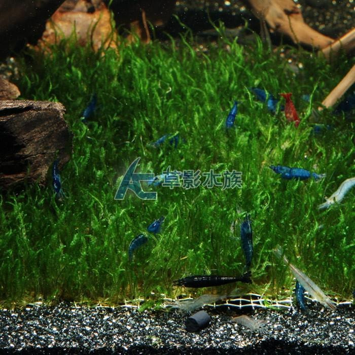 【AC草影】火焰（聖誕）默思鐵片【一片】水草 前景草 莫絲 珊瑚鐵片 陰性水草 陰性草  不用CO2 不須二氧化碳-細節圖2