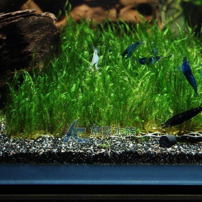 【AC草影】火焰（聖誕）默思鐵片【一片】水草 前景草 莫絲 珊瑚鐵片 陰性水草 陰性草  不用CO2 不須二氧化碳-細節圖3